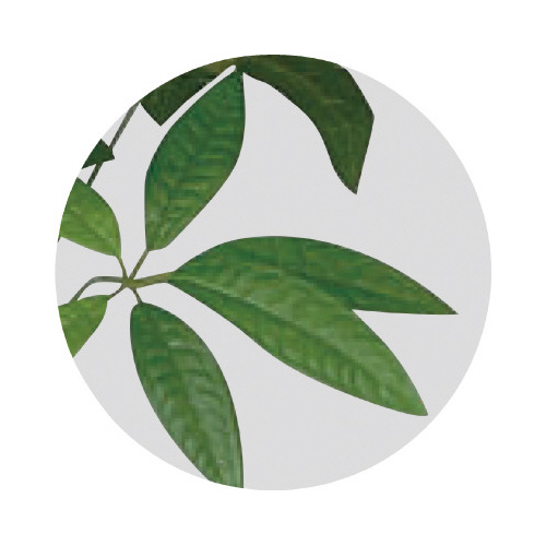 人工植物　パキラトピアリー　高さ１２００　光触媒