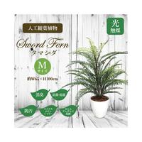 人工観葉植物タマシダＭサイズ