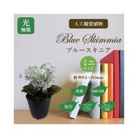 人工観葉植物ブルースキニアミニサイズ