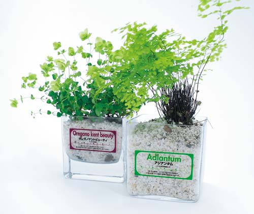 ＬＢＰ＆ＰＰＣ用フィルムラベル　透明１２面　１０枚