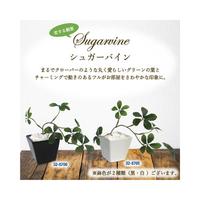 人工観葉植物シュガーバインＷＨＴＳサイズ