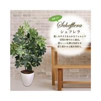 人工観葉植物シェフレラＬサイズ