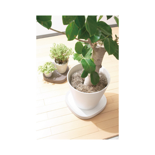 Ｐｌａｎｔａｂｌｅ　Ｌ　ブラウン