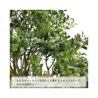 人工観葉植物ボックスウッドＭサイズ