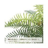 人工観葉植物タマシダＭサイズ