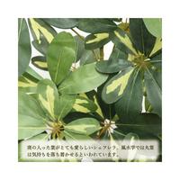 人工観葉植物シェフレラＬサイズ