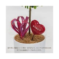 人工観葉植物ボックスウッドＳサイズ