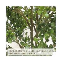 人工観葉植物ボックスウッドＭサイズ