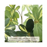 人工観葉植物シェフレラＬサイズ