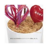 人工観葉植物ボックスウッドＳサイズ