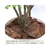 人工観葉植物ボックスウッドＭサイズ