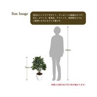 人工観葉植物ボックスウッドＭサイズ