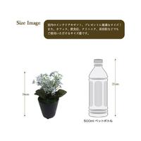 人工観葉植物ブルースキニアミニサイズ