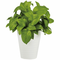 人工樹木／ライムポトス／９０２３９