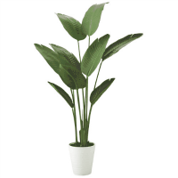 人工樹　オーガスタ　９０８５７