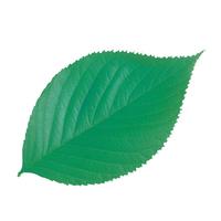 型抜きクリアシート（２００枚）　６５７８７　木の葉