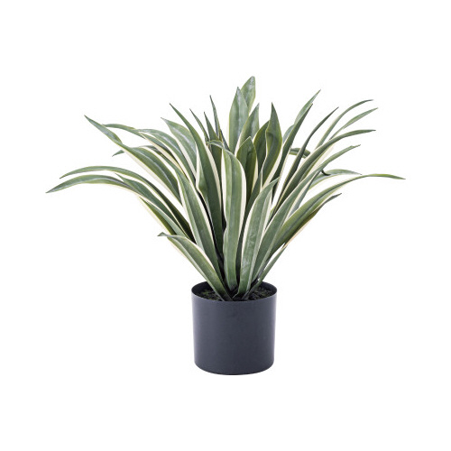 フェイクグリーン　アガベ