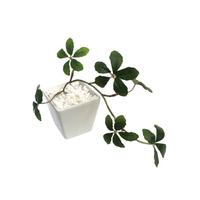 人工観葉植物シュガーバインＷＨＴＳサイズ