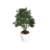 人工観葉植物ボックスウッドＭサイズ