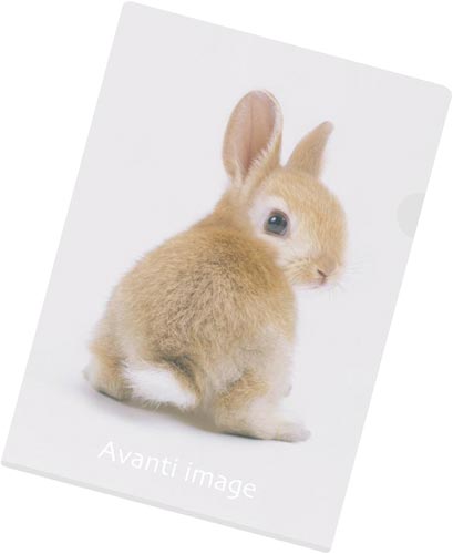 クリヤーホルダーＡ４　ネザーランドドワーフ　５０枚