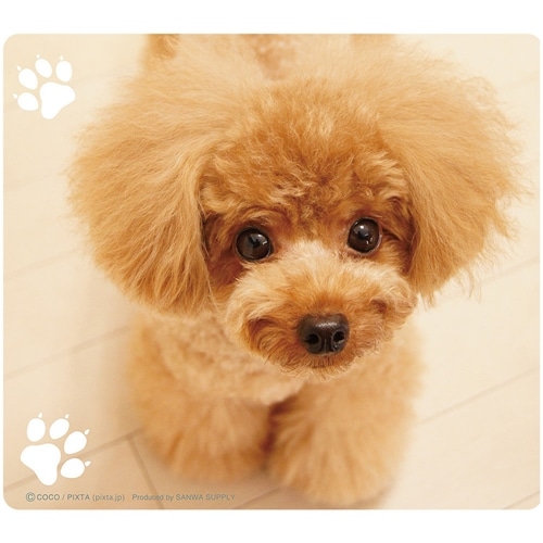 動物マウスパッド（ティーカッププードル）