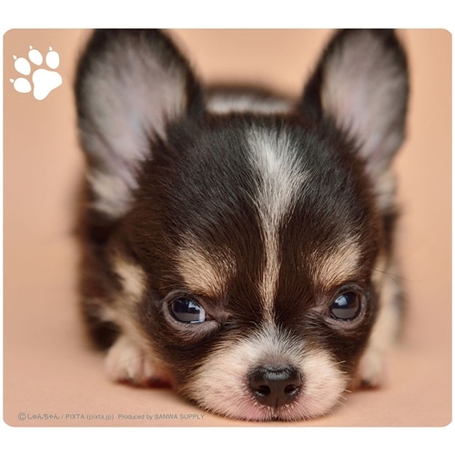 動物マウスパッド（チワワ）